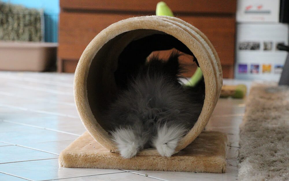 tunnel pour lapin fait maison